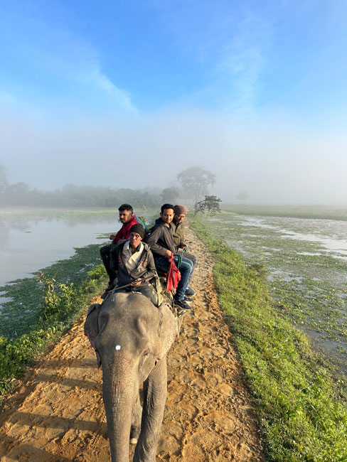 Elephant Safari in Kaziranga