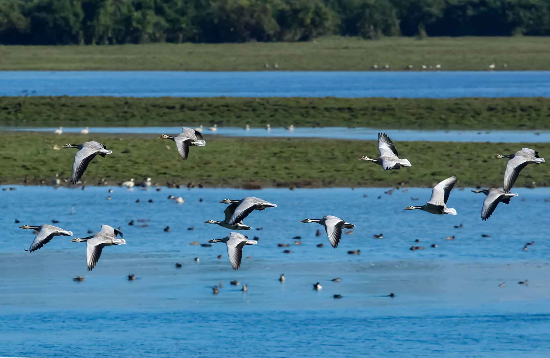 a flock of flying bar headed geese in Kaziranga