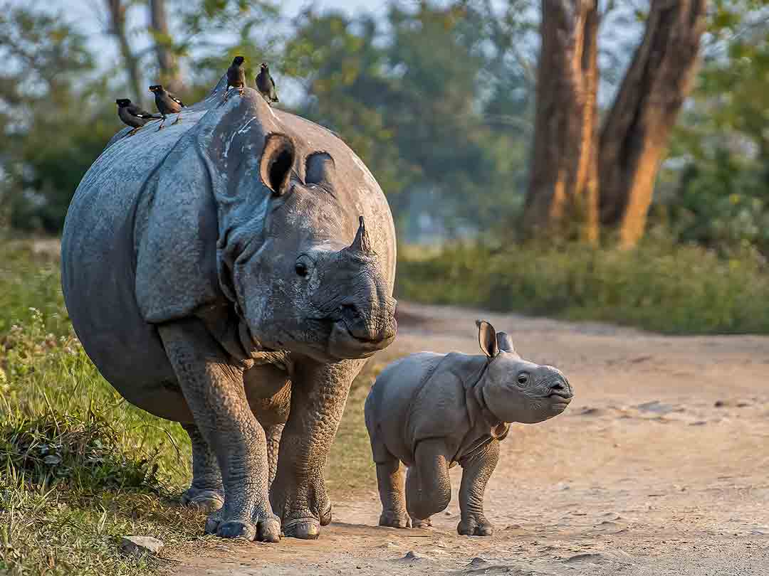 a rhino and her calf in kaziranga