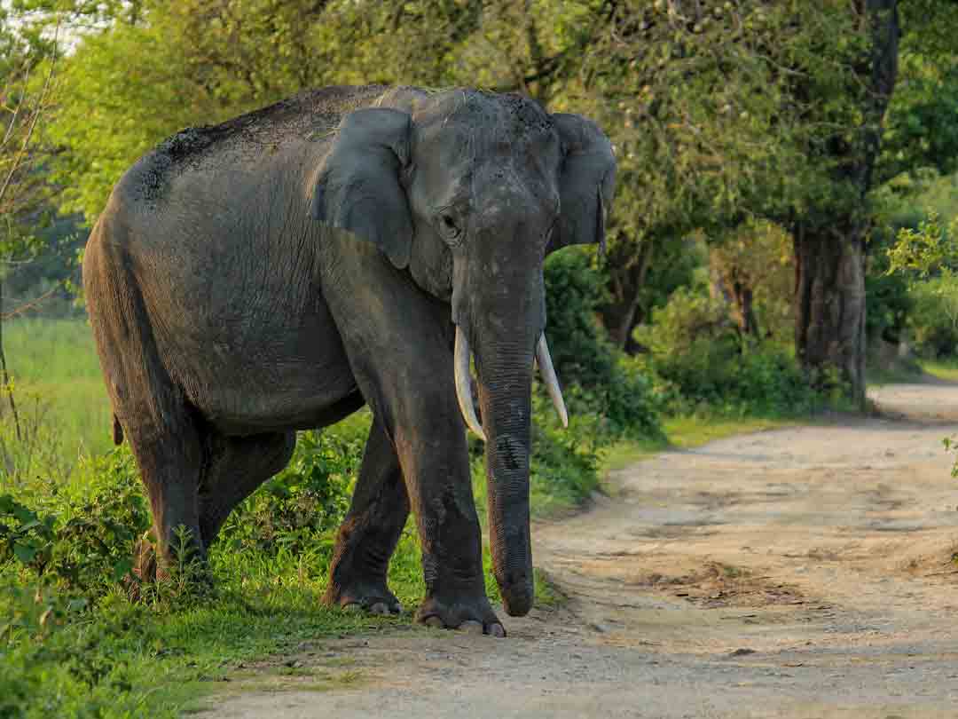 a tuskar crossing in Kaziranga