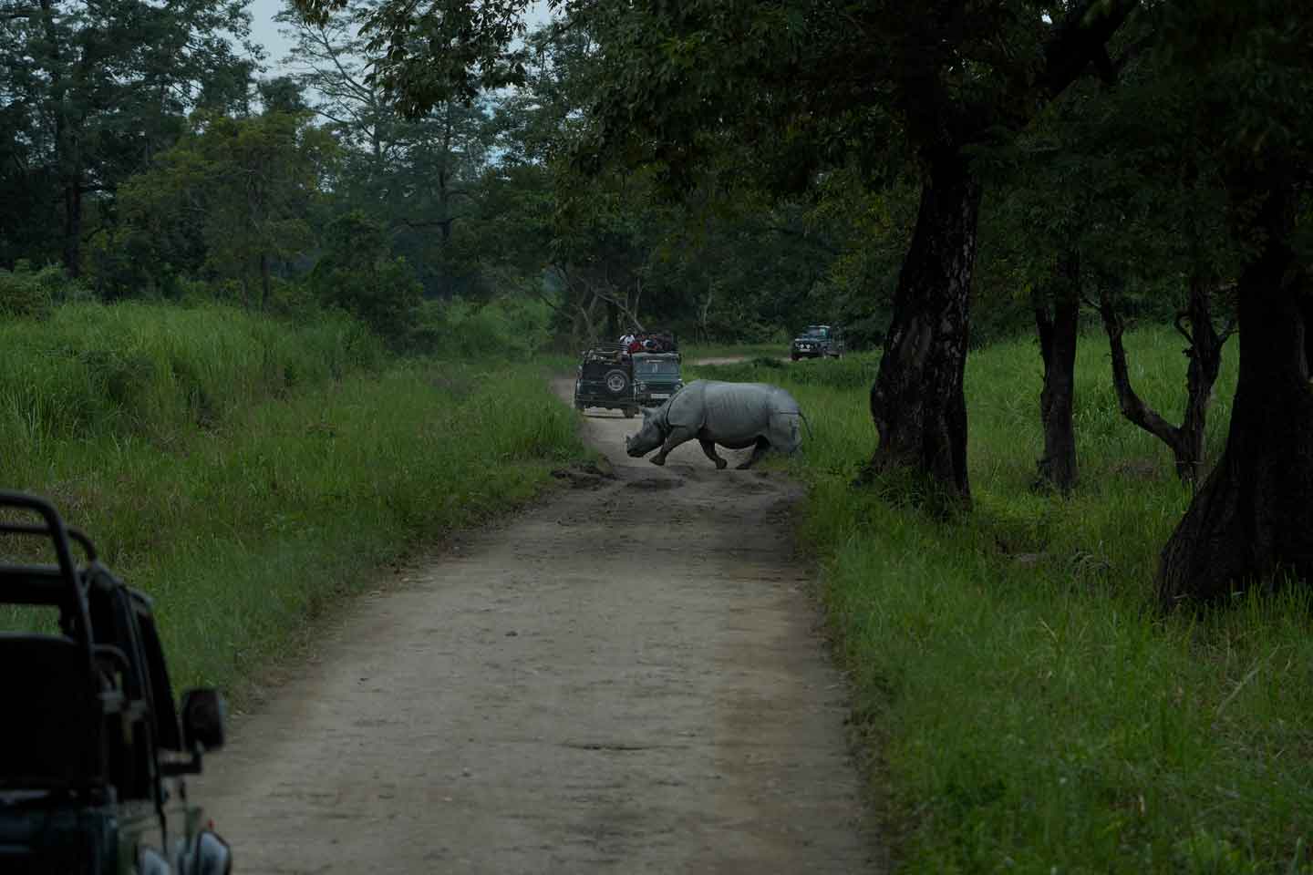 Kaziranga Wildlife Safari