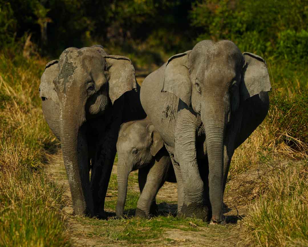 a rhino and her calf in kaziranga