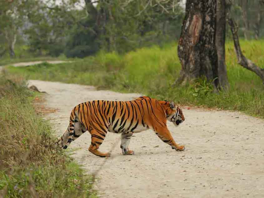 a tiger crossing in Kaziranga