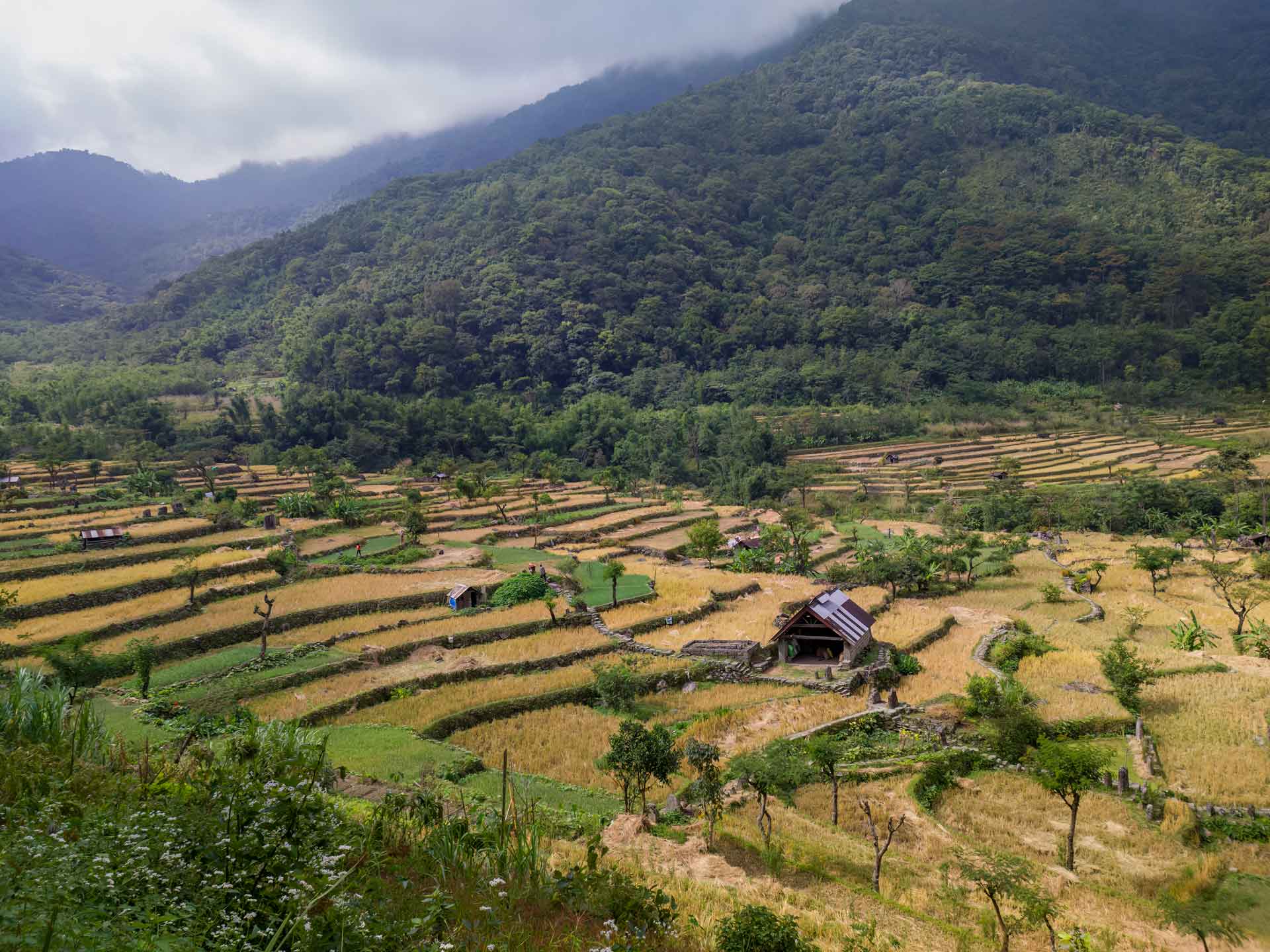 Terrace cultivation in Khonoma